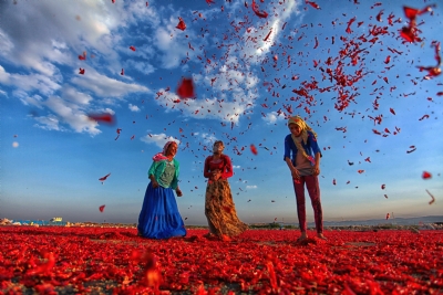 The Euphrates and Tigris Feed the Land