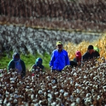 The Sprouting of the Fertile Crescent