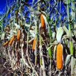 The Sprouting of the Fertile Crescent