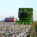 The Sprouting of the Fertile Crescent