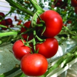 The Sprouting of the Fertile Crescent