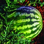 The Sprouting of the Fertile Crescent