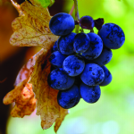 The Sprouting of the Fertile Crescent