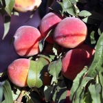 The Sprouting of the Fertile Crescent