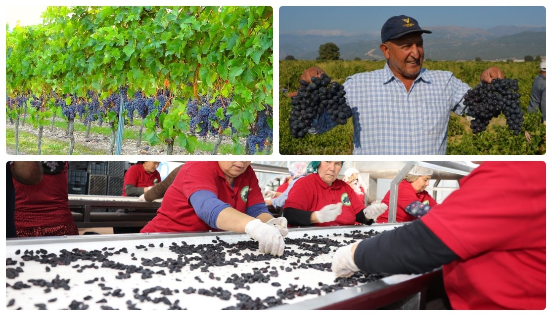 Kilis Grape