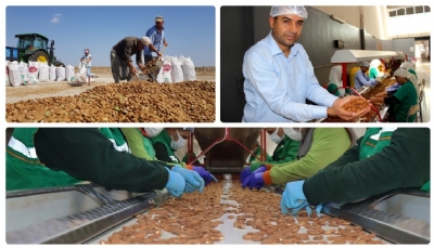 Adıyaman Kahta Almond